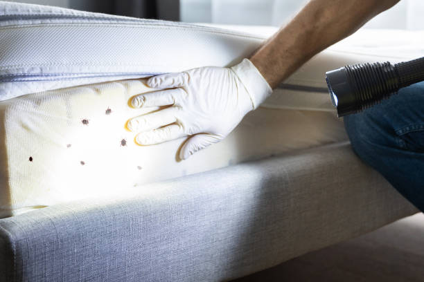 Best Affordable Pest Control Services  in Dove Valley, CO