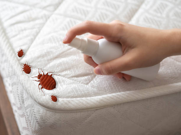 Best Insect Control  in Dove Valley, CO