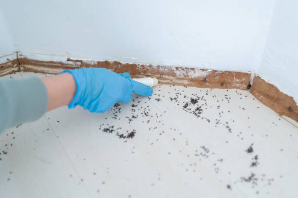 Best Pest Control for Restaurants  in Dove Valley, CO